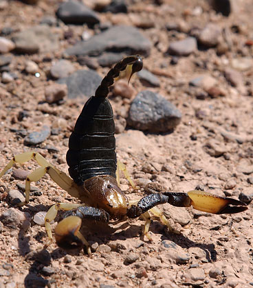Das Bild zeigt einen Skorpion.